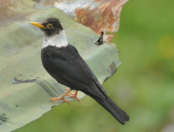  p>白颈鸫(学名: i>turdus albocinctus /i>)是鸫科,鸫属的中型鸟类