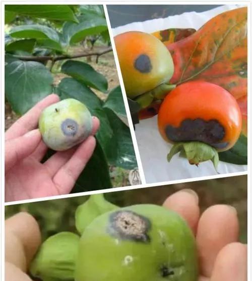 diospyros kaki