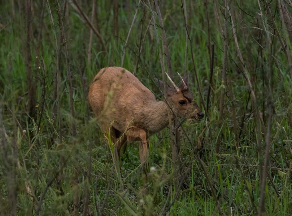  p>灰短角鹿(学名: i>mazama gouazoubira /i>):是鹿科,短角鹿属的