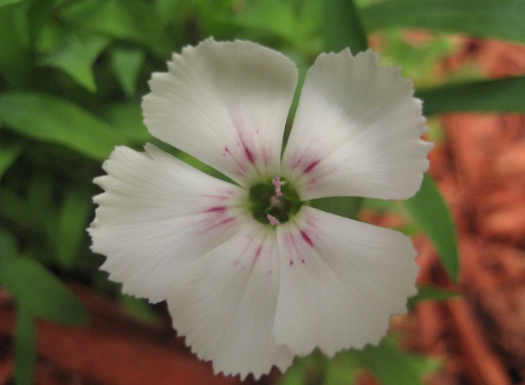 dianthus caryophyllus