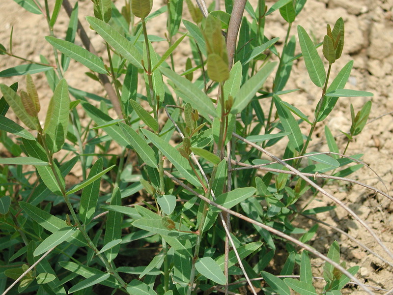 是夹竹桃科罗布麻属亚灌木.