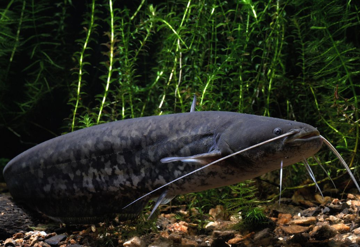 辐鳍鱼纲/2520993" data-lemmaid="2520993">辐鳍鱼纲 /a>巨口鱼目 a