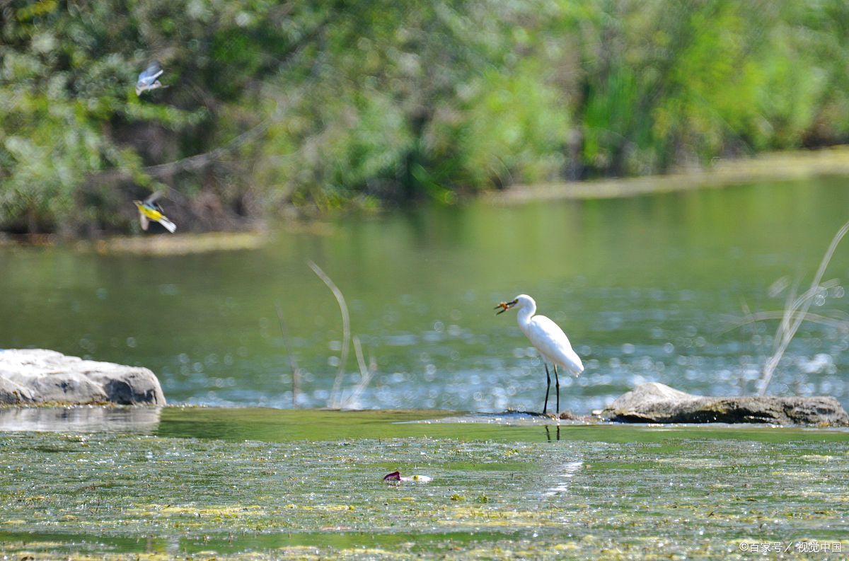 诗歌手法概谈：“对比”与“衬托”——从描写的角度看二者的异同_百科TA说