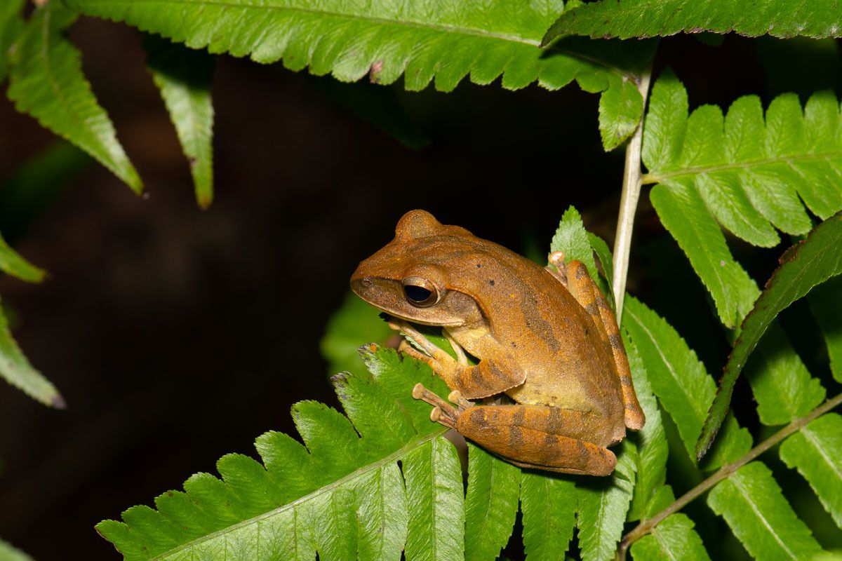  p>斑腿泛树蛙(学名: i>polypedates megacephalus /i>)是树蛙科,泛