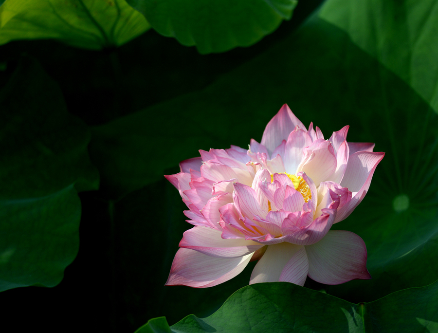  p data-id="tzqrsqvtaczx">水芙蓉是莲科莲属多