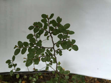 Nothofagus cliffortioides_百度百科