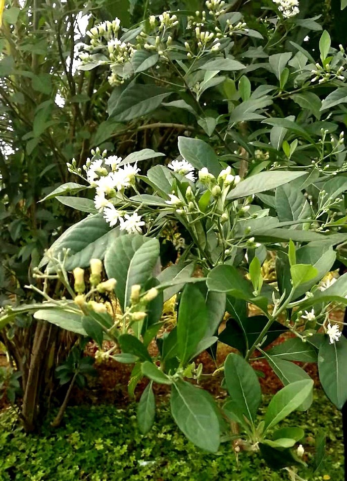 扁桃斑鸠菊