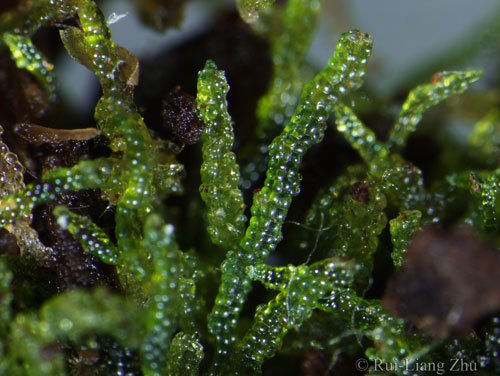  p>东亚虫叶苔(学名:zoopsis liukiuensis)是指叶苔科虫叶苔属植物,为