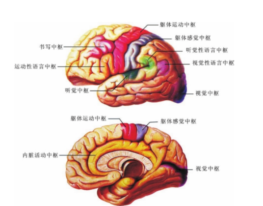 运动中枢_百度百科