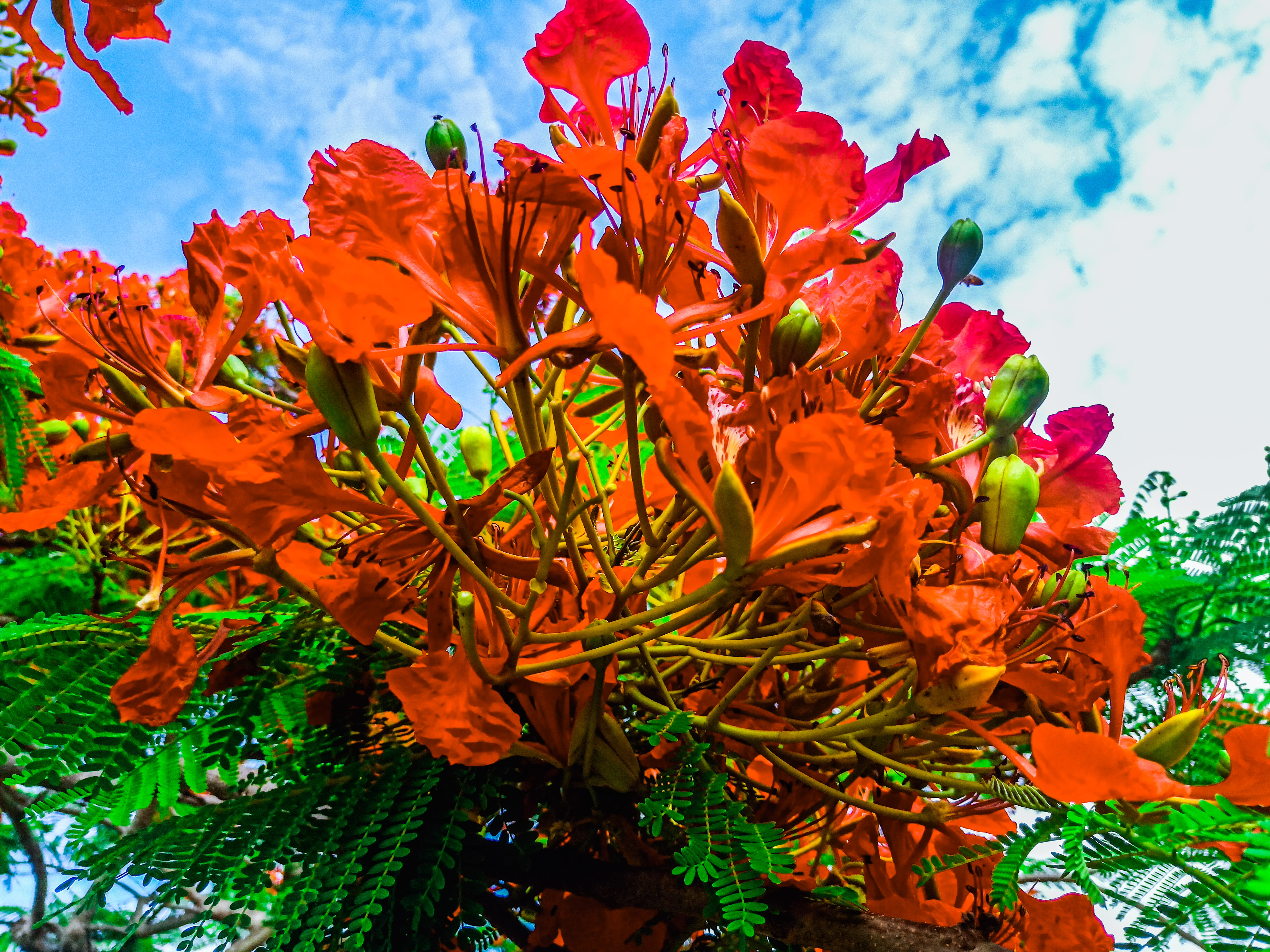 二回羽状复叶,羽片对生,小叶两面被绢毛;花为伞房状总状花序顶生或