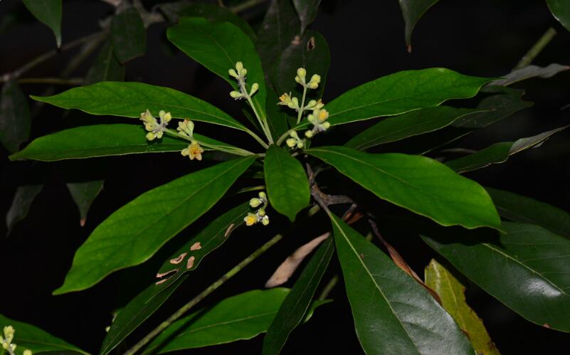  p>白楠(学名: i>phoebe neurantha /i> (hemsl.