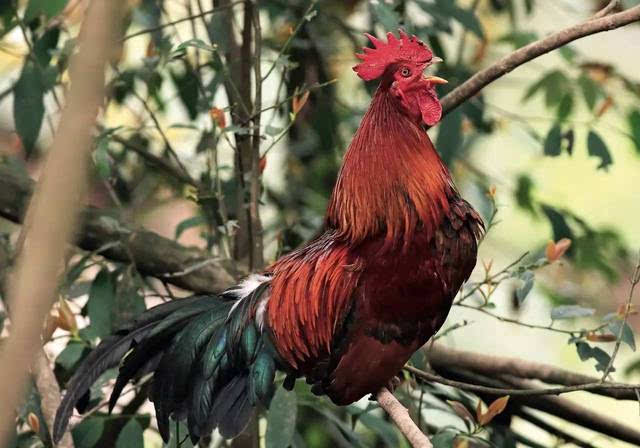 拉丁学名 i>gallus gallus spadiceus, /i>是原鸡的亚种之一,母鸡体长