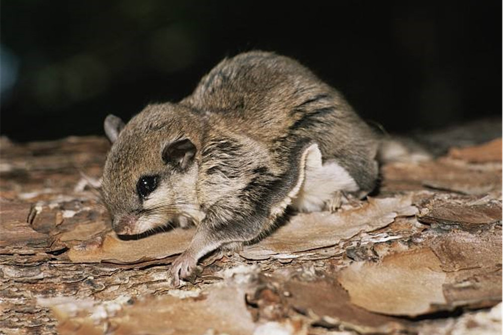 黄脚复齿鼯鼠