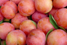 李-果实