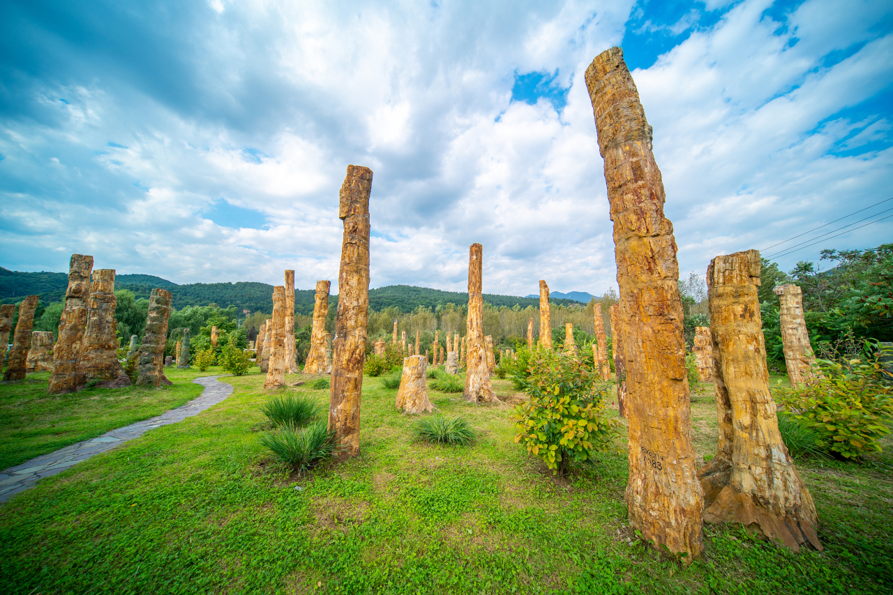 硅化木国家地质公园