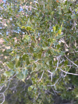 栎属_百度百科