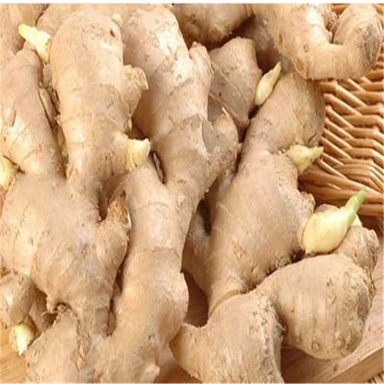 西林火姜的做法(广西西林火姜功效)