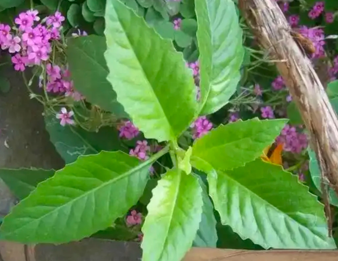 金鸡毛草,又名神奇救