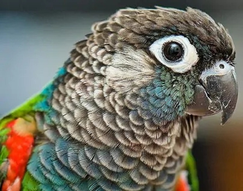 珍珠锥尾鹦鹉帕拉亚种