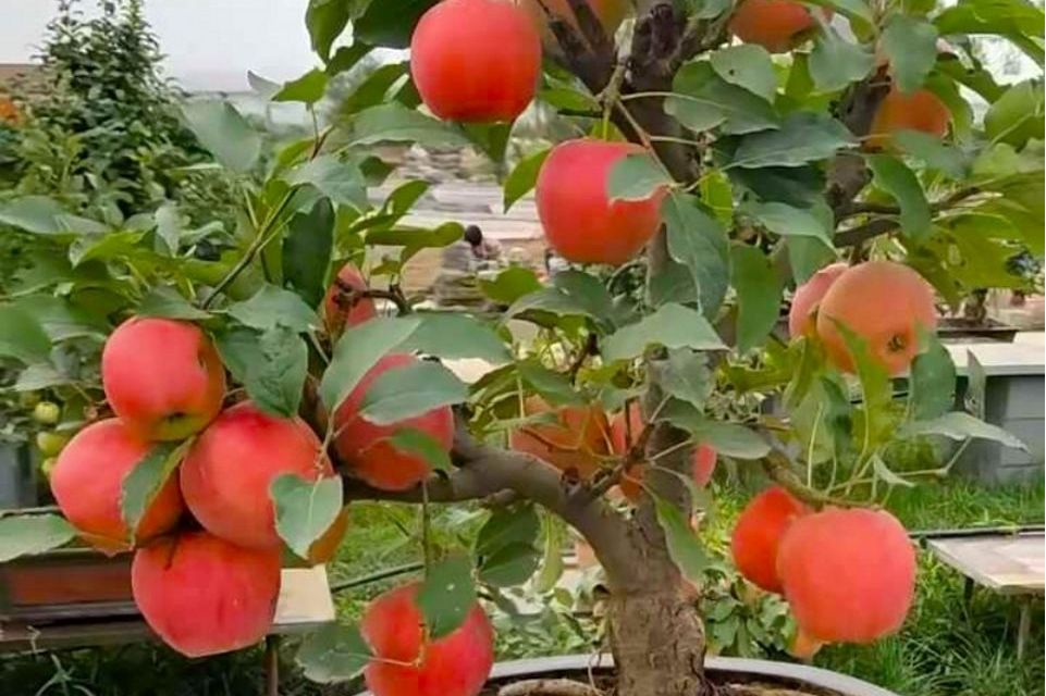 盆栽苹果