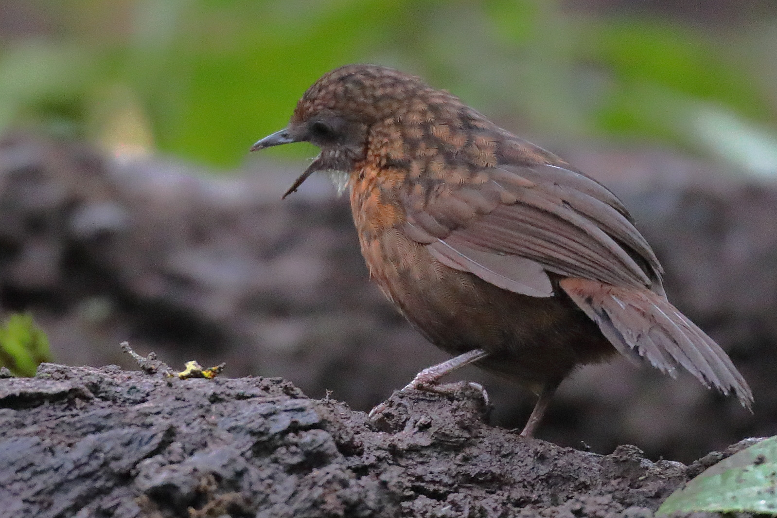  p>苏门答腊鹪鹛是鸟纲今鸟亚纲 a target="_blank" href="/item/今颚