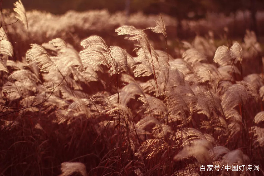 「诗词鉴赏」荻花，在古诗词里绽放最美的舞姿！_百科TA说