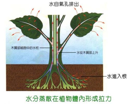 蒸腾作用是指植物体内的水以气体的形式通过气孔散失到大气中的过程