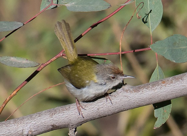  p>普通缝叶莺(学名: i>orthotomus sutorius /i>):体长9-14厘米,是一