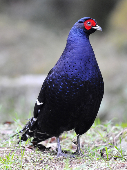  p>黑长尾雉(学名: i>syrmaticus mikado /i>)大型鸡类,体长53~88厘米