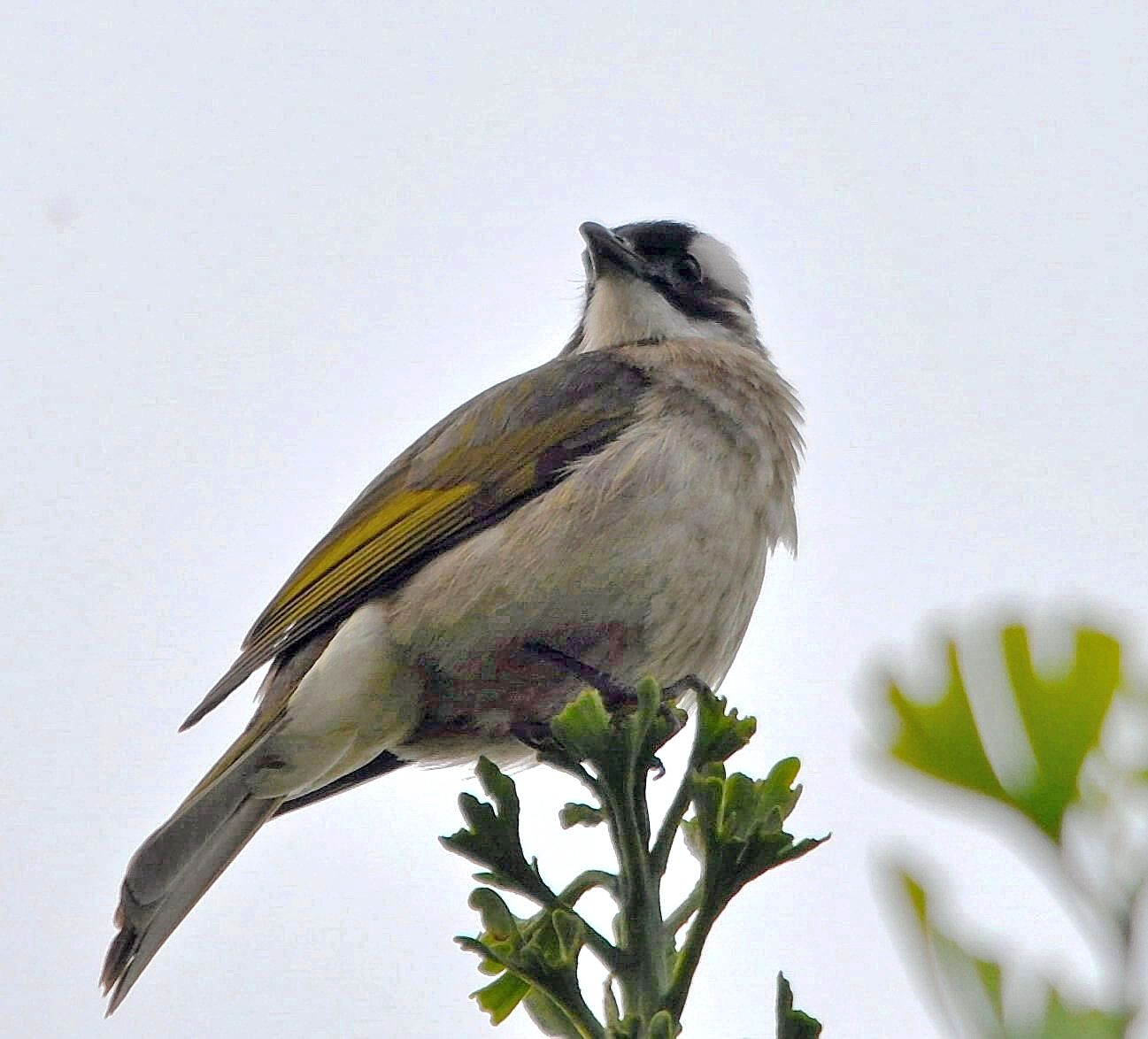 又名 b>白头翁 /b> , b>白头壳仔 /b>(台语),是雀形目鹎科小型鸟类,为