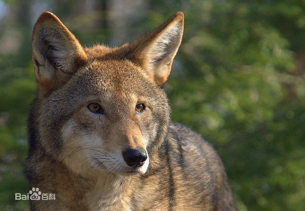  p>红狼(学名: i>canis rufus /i>)是一种生存在 a target="_blank"