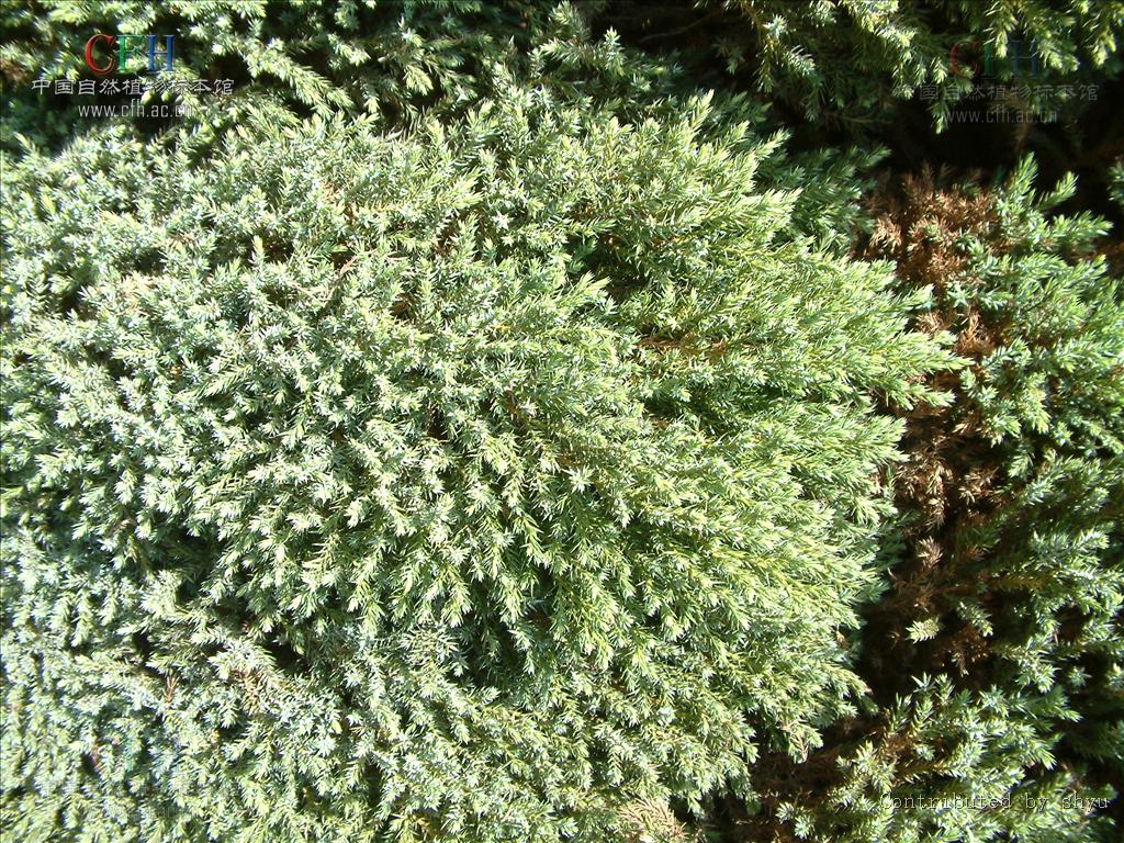  p>昆明柏(学名:sabina gaussenii (cheng) cheng et w. t.