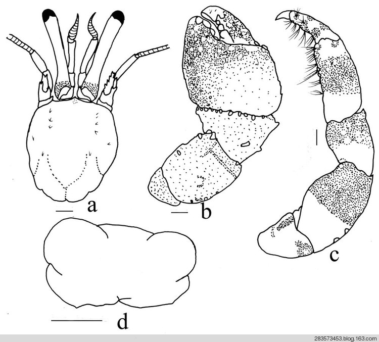 环指硬壳寄居蟹