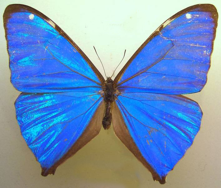 morpho aega