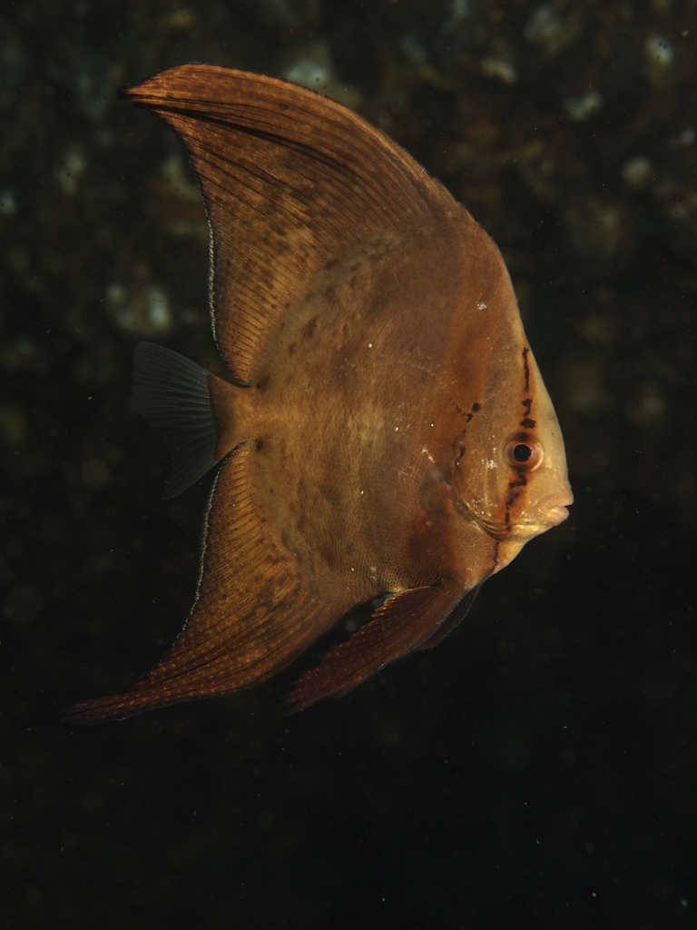  p>圆眼燕鱼(学名:platax orbicularis)又名 a href="#" data-lemmaid