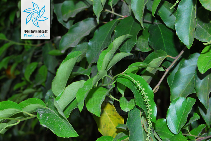  p>滇鼠刺  a href="#" data-lemmaid="6492068">昆明植物研究所 /a>