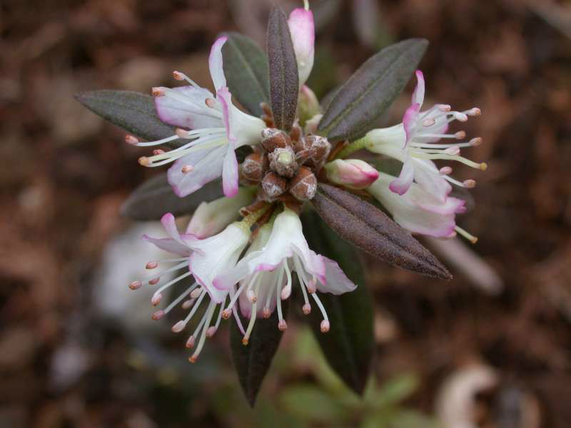  p>粉背碎米花(学名: i>rhododendron hemitrichotum /i> balf. f.