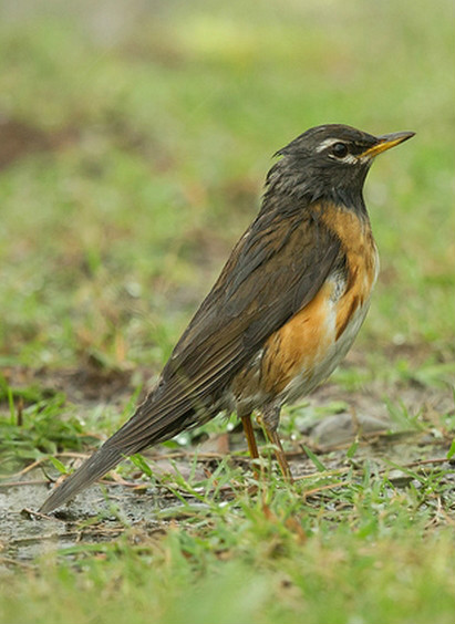 ed thrush /i>):中型 a target="_blank" href="/item/鸟类/278334"
