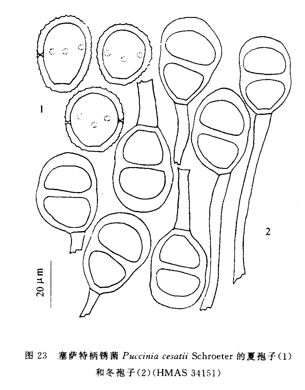  p>塞萨特柄锈菌, a target="_blank" href="/item/担子菌纲/6496350"