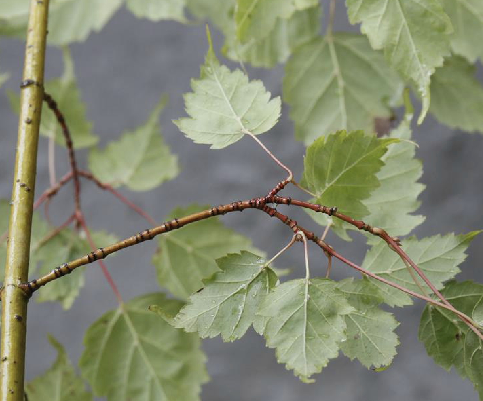 acer tetramerum