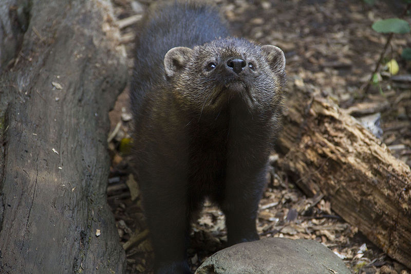  p>渔貂(学名: i>martes pennanti /i>):体型似 a target="_blank"