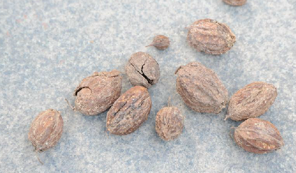 为玉蕊科植物玉蕊 i>barringtonia racemosa /i> (l.) spreng.的果实.