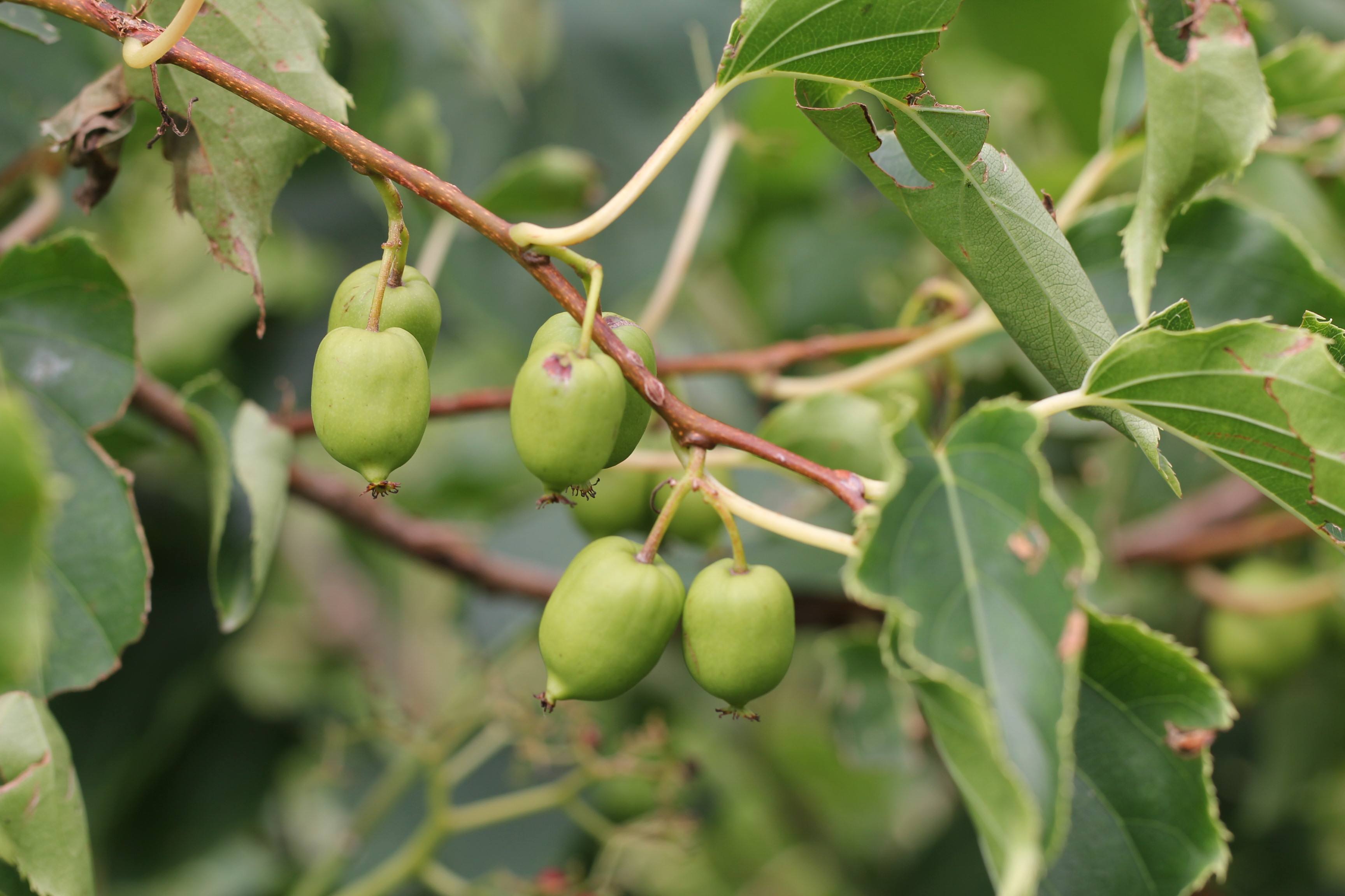本溪软枣猕猴桃
