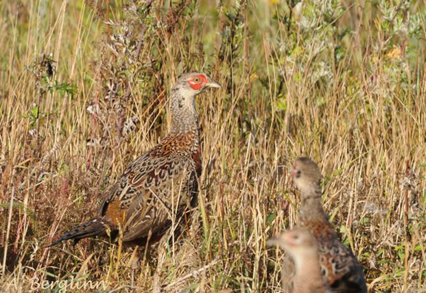 phasianus