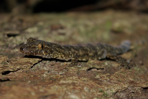 hemidactylus  bowringii