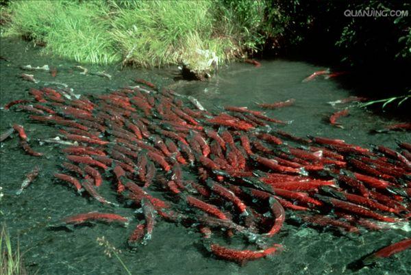 "874331">大马哈鱼 /a>, a href="#" data-lemmaid="592184">鲑鱼 /a>