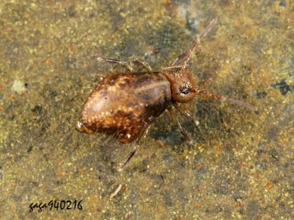  p>跳虫是节肢动物门弹尾纲动物的统称,密集时形似烟灰,又称烟灰虫.