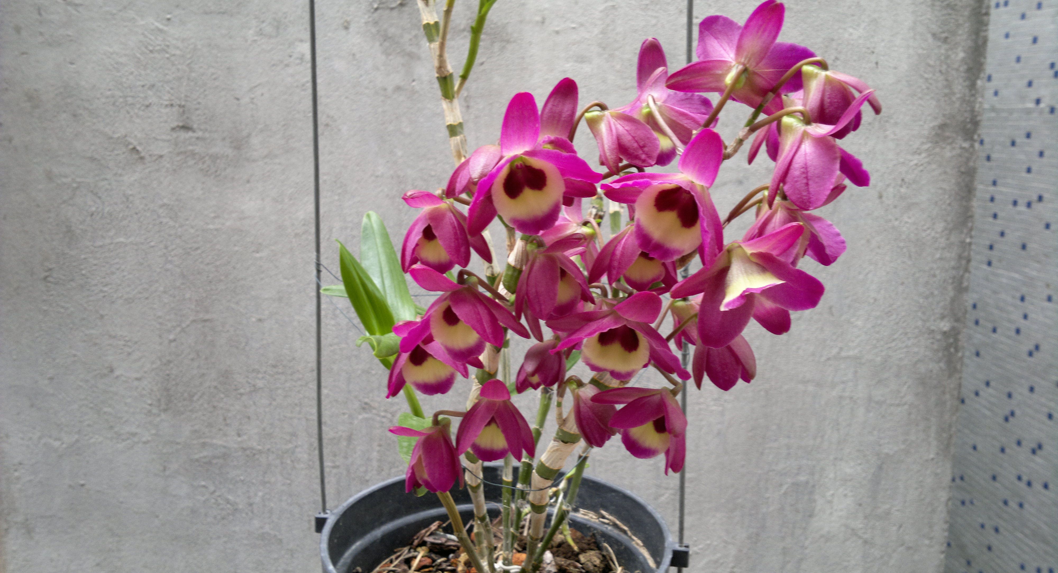  p>球花石斛(学名: i>dendrobium thyrsiflorum /i>  rchb. f.