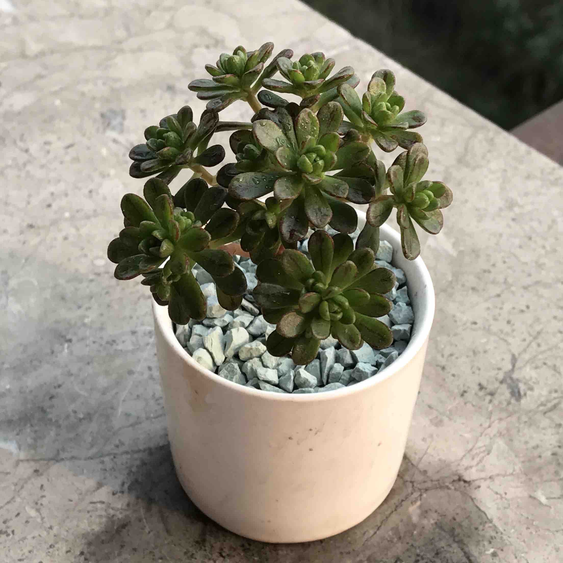  p>小人祭( i>aeonium /i> x  i>loartei /i> tavormin)是木贼门,木贼