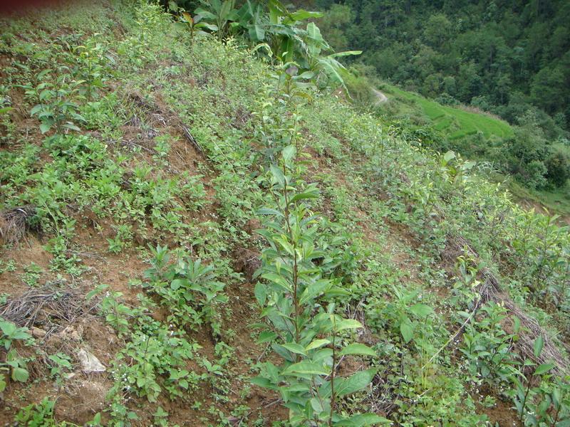  p>双轻木树自然村,隶属云南省德宏傣族景颇族自治州芒市江东乡仙仁洞
